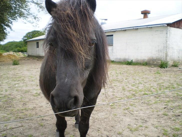 Shetlænder Ronja <3 Savnet! - (fg. nete) billede 10