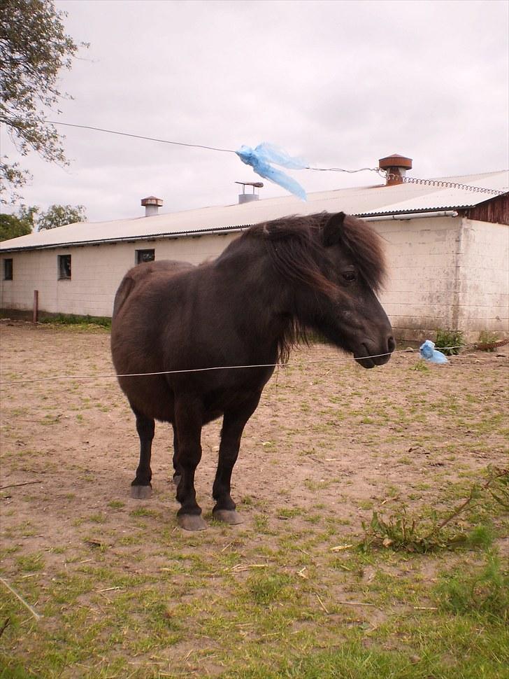 Shetlænder Ronja <3 Savnet! - (fg. nete) billede 12