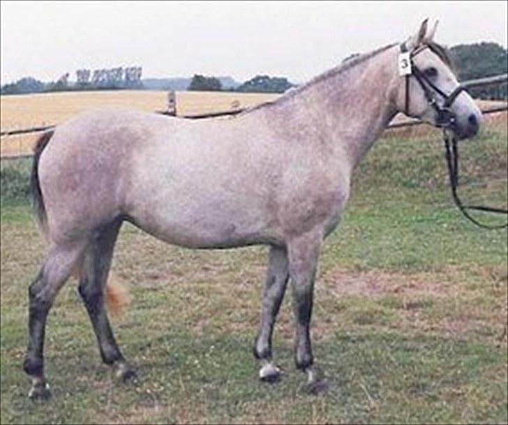 Connemara Elita Nordskov - Elita til kåring i år 2003 :o) billede 18