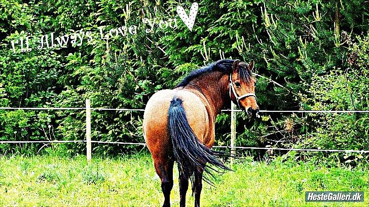 Anden særlig race Lukas Bathalomæus billede 7