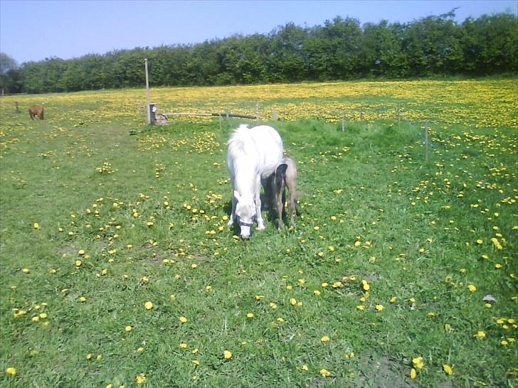 Welsh Pony af Cob-type (sec C) gribsvads bimbu - filipa med sit 2 føl. tidsel,lady columbine billede 8