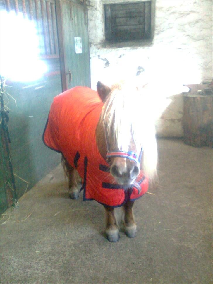 Shetlænder Turner<3skattepiie! - *Turner og hendes nye dækken. :-)(Foto: Mig) billede 5