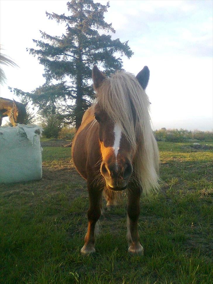 Shetlænder Turner<3skattepiie! - *Turner på fold i solnedgang d. 13 Juni.(Foto: Mig) billede 6