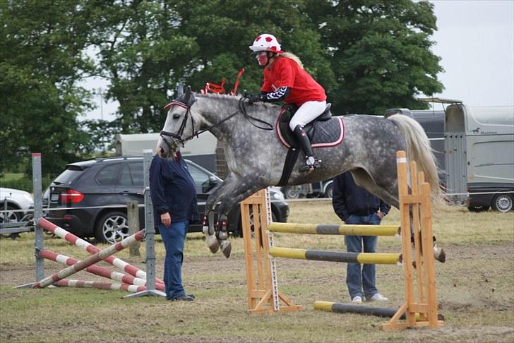 Hollandsk Varmblod Flying Dutch Boy - i tyskland billede 19
