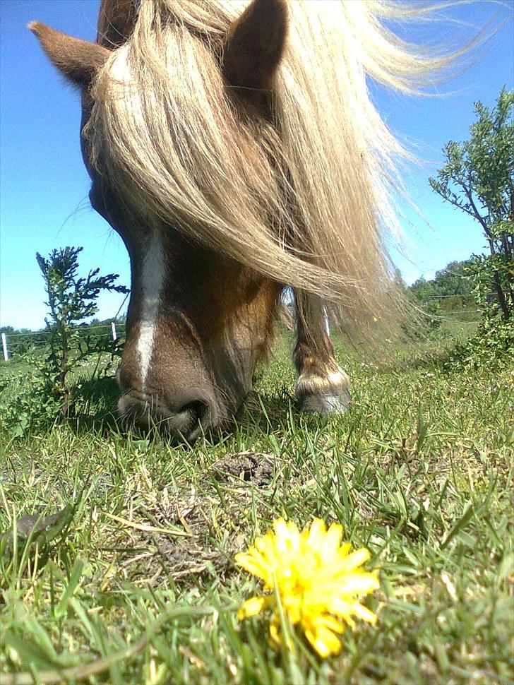 Shetlænder Turner<3skattepiie! - *Kamerakvinden slår til igen omkring hendes smukke pony.!(Foto: Mig) billede 7