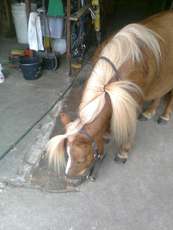 Shetlænder Turner<3skattepiie! - *Fjolledag i stalden.(Foto: Min kusine Mia) billede 8