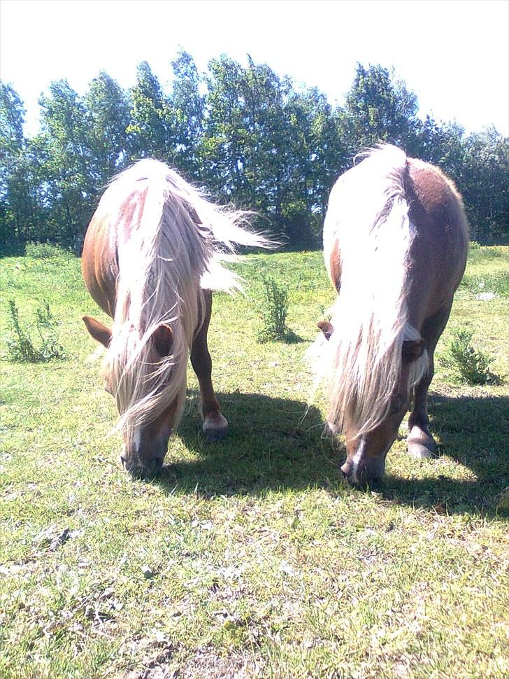 Shetlænder Turner<3skattepiie! - *Mor og søn.(turner til venstre og "lillebror" til højre) Men det er ikke hendes lillebror... Vi kalder ham det bare fordi han er næsten ligeså sød/træls som en.(foto: mig) billede 9