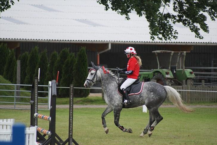 Hollandsk Varmblod Flying Dutch Boy - Holdspring.. inde på banen  billede 20