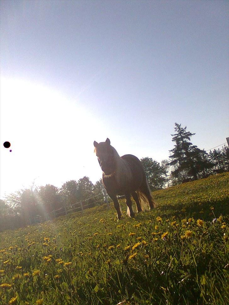 Shetlænder Turner<3skattepiie! - *Beauty-queen.(Foto: mig) billede 10
