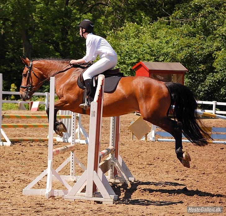 Anden særlig race Bianca *rideskolehest* - Foto: MDfoto - stævne på Vosk 20/6-10 billede 5