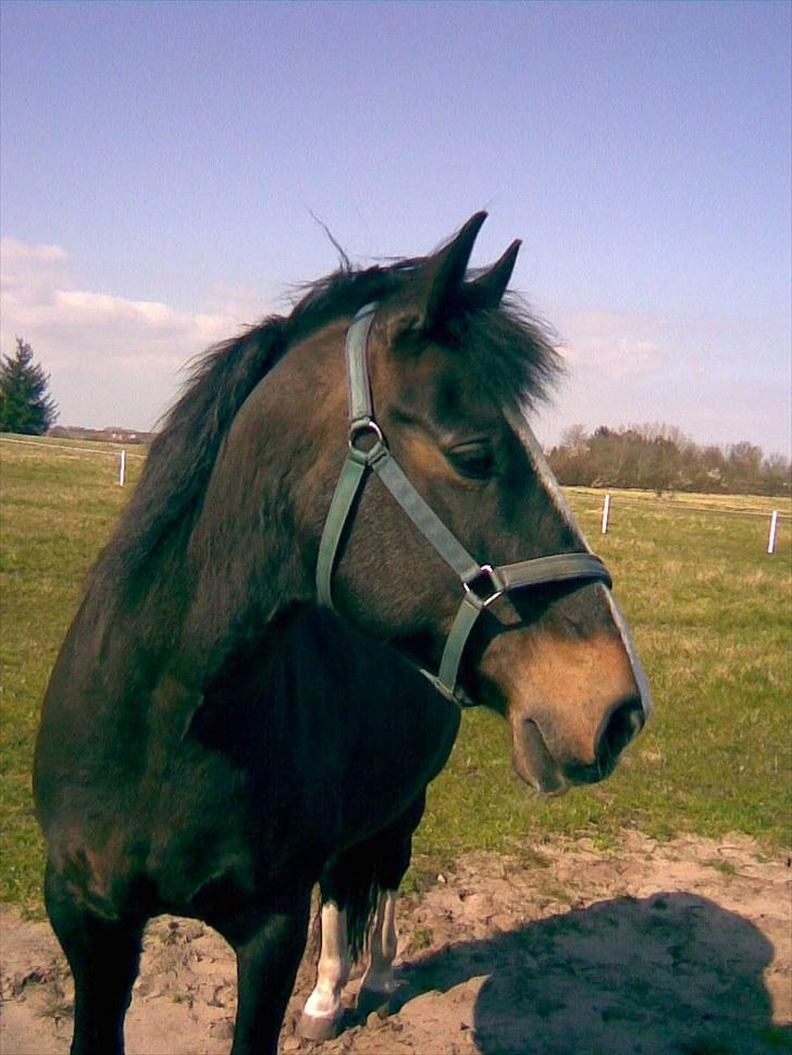 Anden særlig race Kastor<3 R.I.P † - Kastor på fold...(han stod og kiggede efter mig fordi jeg stod med hans mad...)  ;-) billede 14