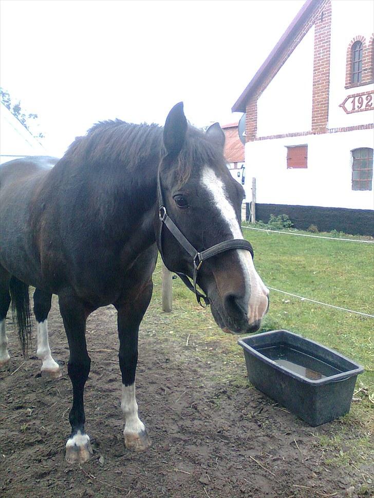 Anden særlig race Kastor<3 R.I.P † - Kastor med munden fuld af vand. Tihi. billede 15