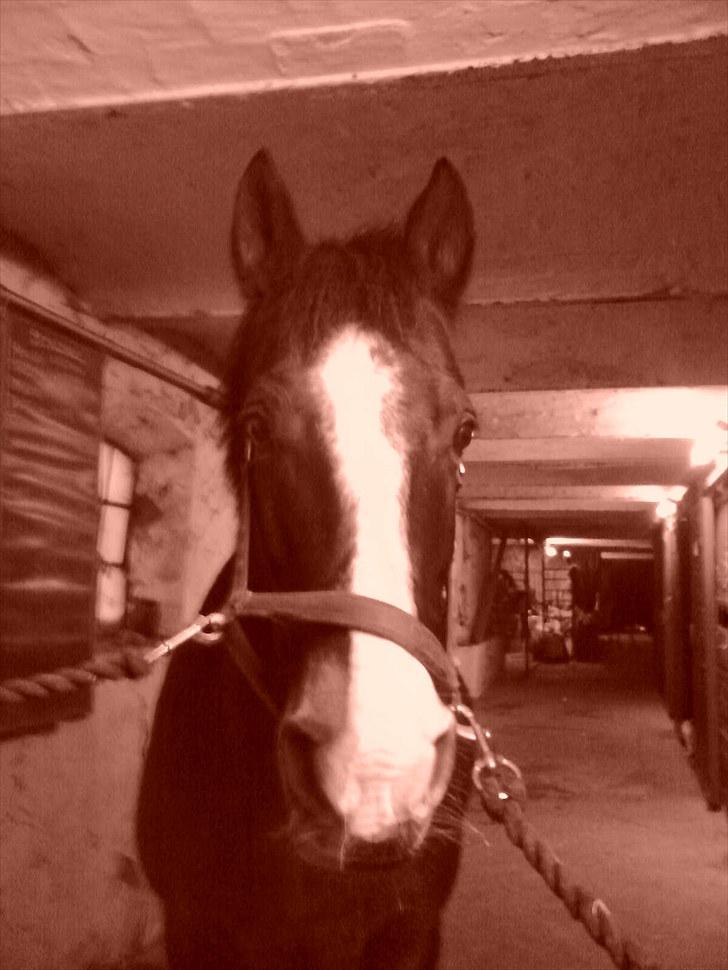 Anden særlig race Kastor<3 R.I.P † - Min smukke, dejlige, kloge og tossede hest.... Kastor billede 16