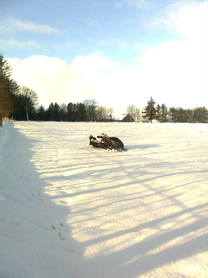 Anden særlig race Kastor<3 R.I.P † - En dejlig rulletur i sneen.. billede 18