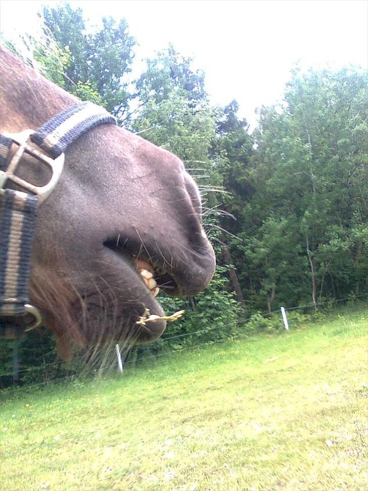 Shetlænder Hedegaards Lillebror.!<3 - "DET KLØR." Jeg sad ved siden af ham og kløede ham i armhulen.<3 billede 7