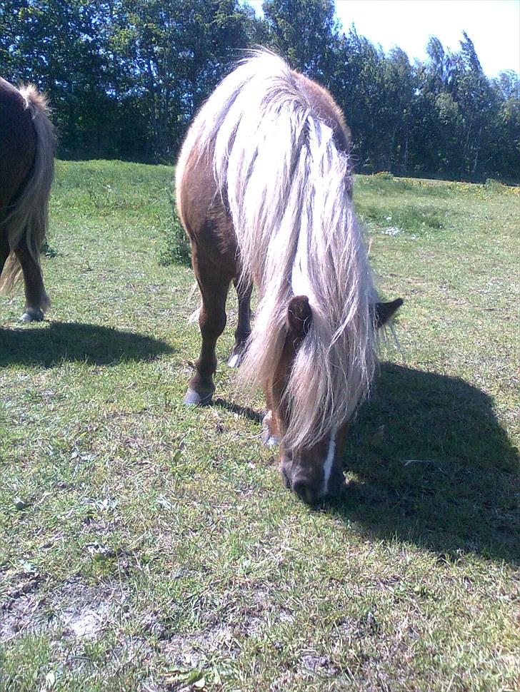 Shetlænder Hedegaards Lillebror.!<3 - Lille Lillebror der græsser. billede 9