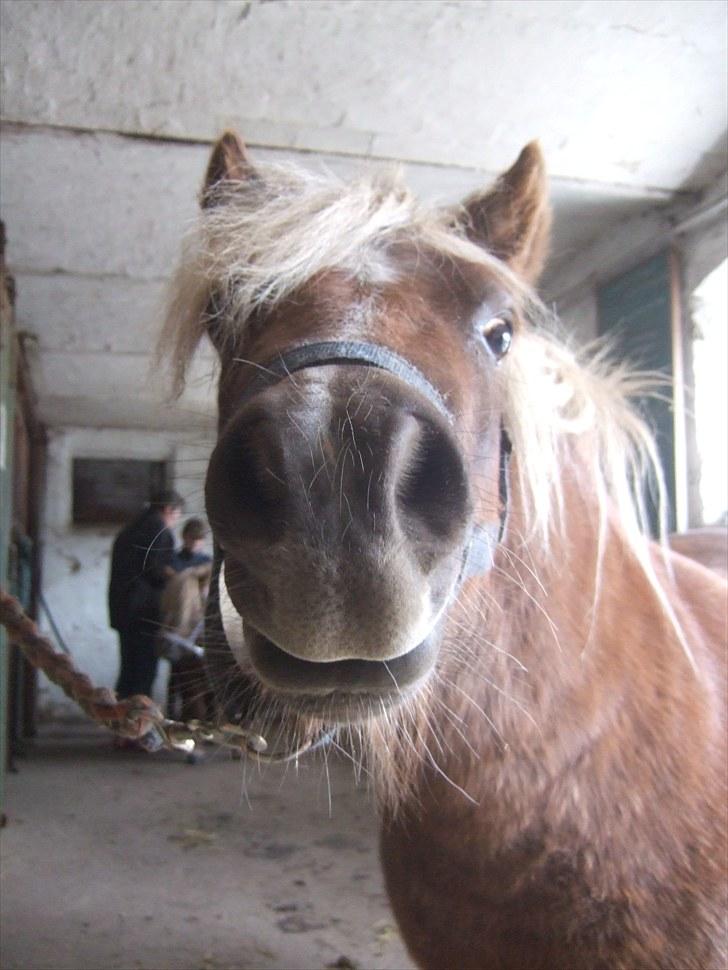 Shetlænder Hedegaards Lillebror.!<3 - "hej. hvad har du der..? Er det spiseligt?" billede 11