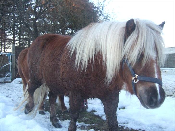 Shetlænder Hedegaards Lillebror.!<3 - Lillebror på fold d. 20 december. billede 13