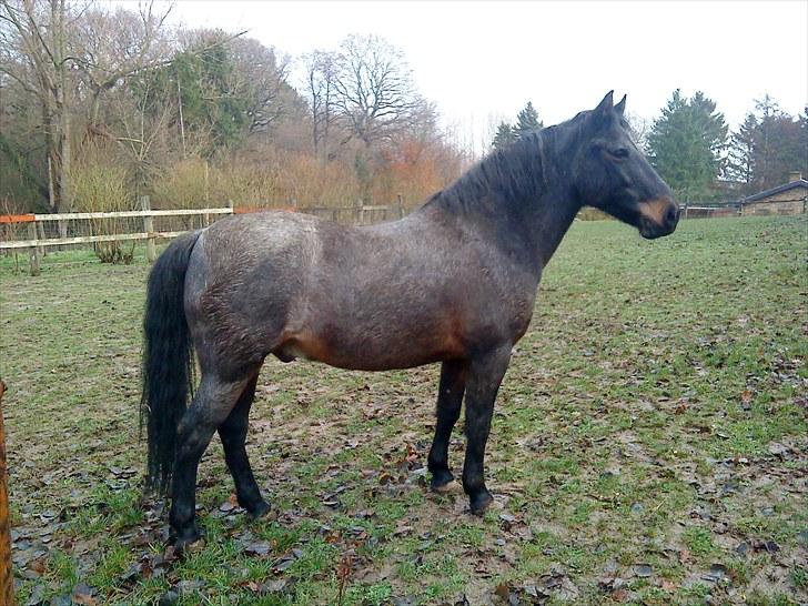 Anden særlig race Elmelundens Bolero *Himmel hest* - Smukke Bolero miin<3 billede 15