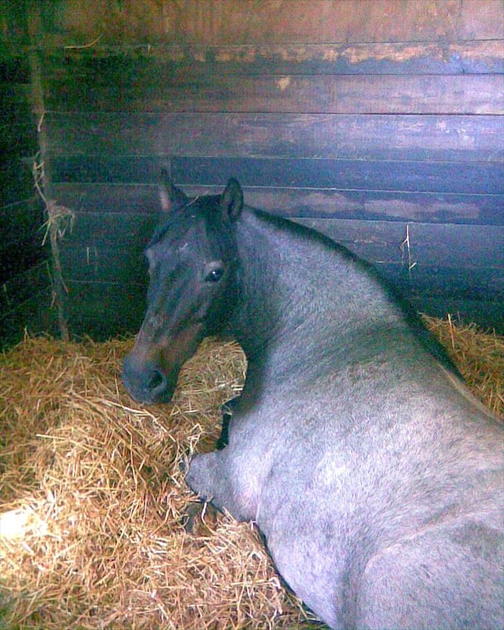 Anden særlig race Elmelundens Bolero *Himmel hest* - Godmorgen Bolero... billede 16