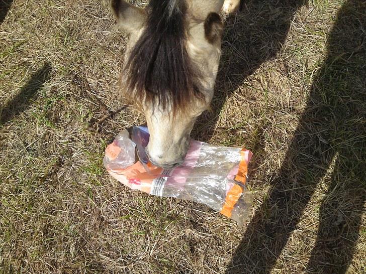 Anden særlig race Mister Surprice ( Solgt) - hvad pokker er det kan det spises billede 7