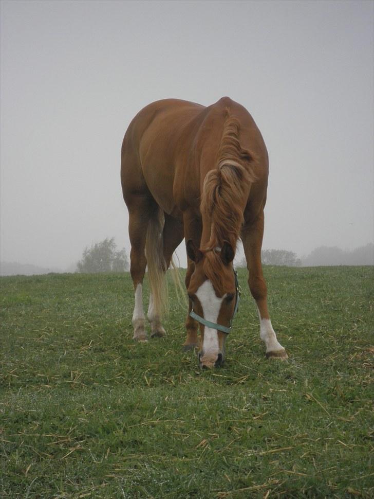 Welsh Pony (sec B) Ksarinor "Musse-tussen!" billede 13