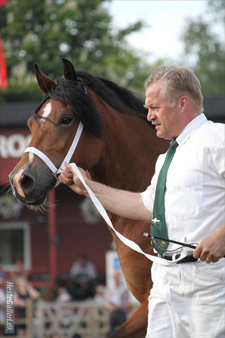 Welsh Cob (sec D) Valhallas Zambuca - Roskilde dyreskue (Foto: ABSO og Tamara - Facinelli/Carlisle<3 ´) billede 14