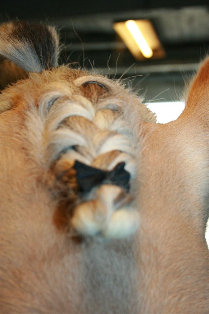 Fjordhest Højgaards Diamant billede 13