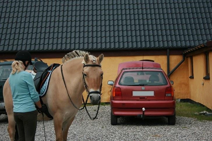 Fjordhest Højgaards Diamant billede 14