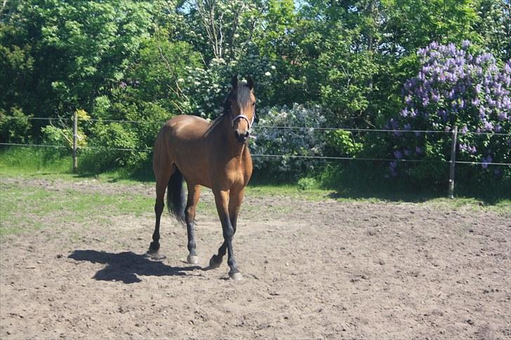 Dansk Varmblod Fortuna  *solgt* - Første gang hun var på fold hjemme ved mig ;) billede 1
