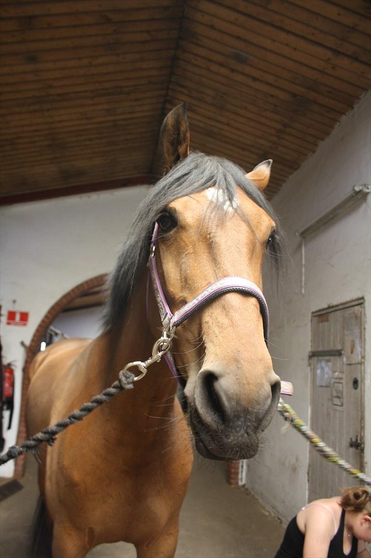 Dansk Varmblod Fortuna  *solgt* billede 3