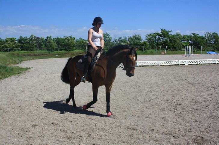 Dansk Varmblod Fortuna  *solgt* - 2 gang jeg rider på hende hjemme;)  billede 4