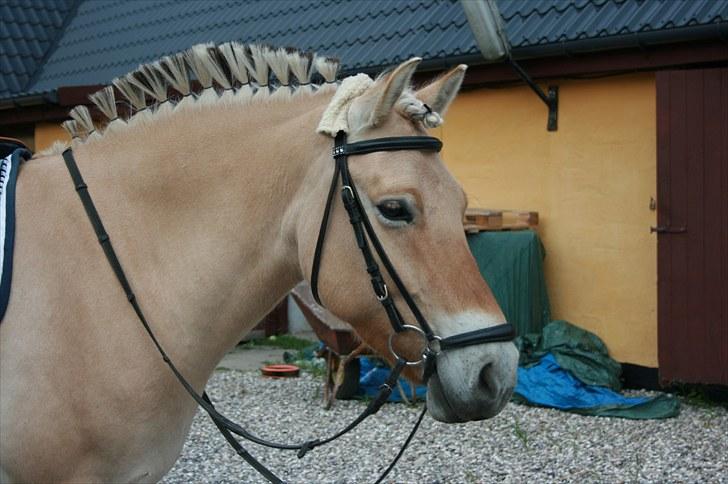 Fjordhest Højgaards Diamant billede 15