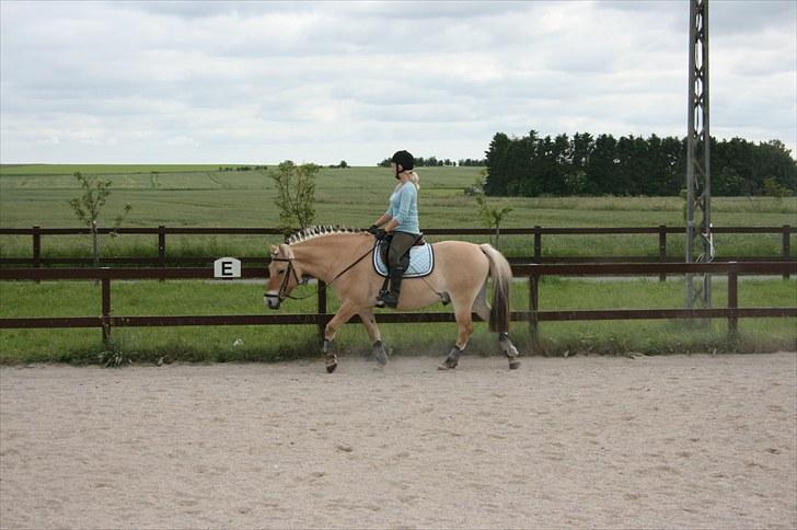 Fjordhest Højgaards Diamant billede 16
