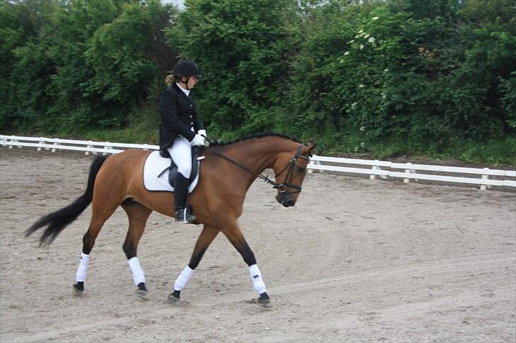 Dansk Varmblod Fortuna  *solgt* billede 6