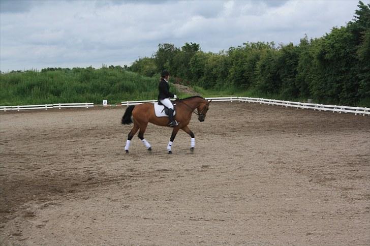 Dansk Varmblod Fortuna  *solgt* billede 7