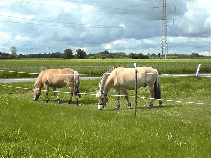 Fjordhest Højgaards Diamant billede 17