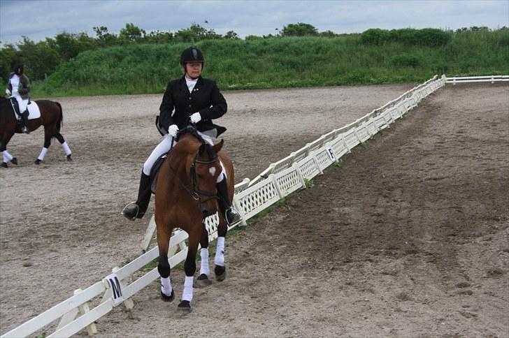 Dansk Varmblod Fortuna  *solgt* billede 8