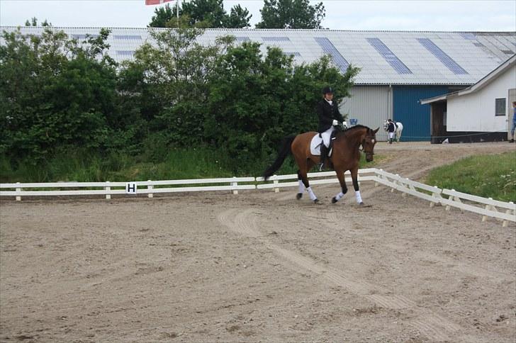 Dansk Varmblod Fortuna  *solgt* billede 9