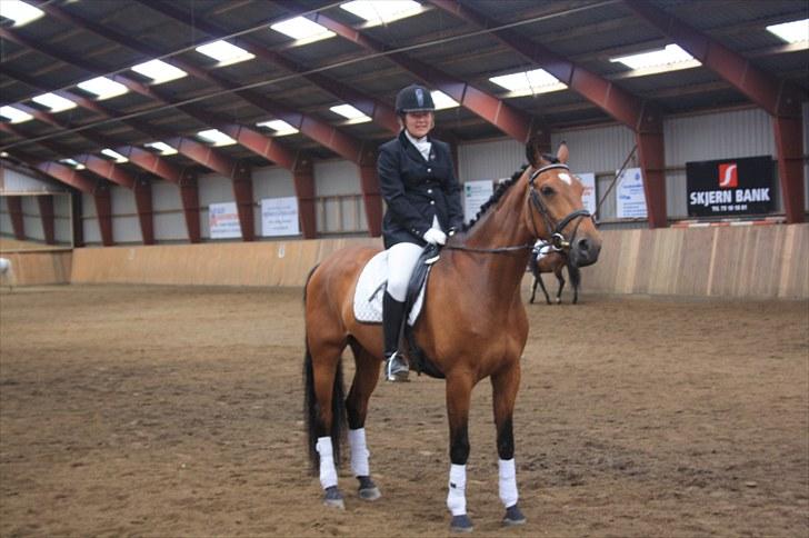 Dansk Varmblod Fortuna  *solgt* billede 10