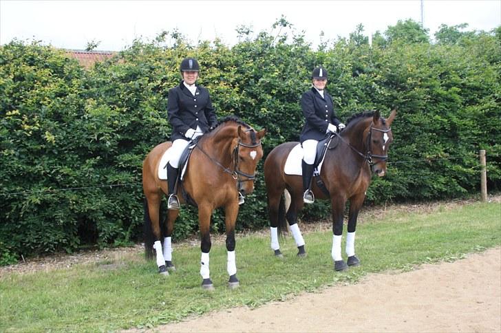 Dansk Varmblod Fortuna  *solgt* billede 11