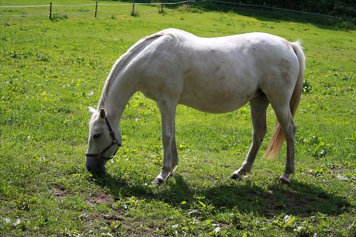 Dansk Varmblod Egely's Inzaghi billede 1
