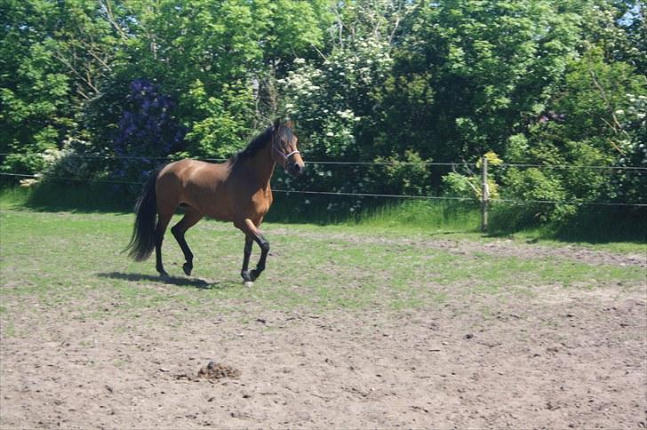 Dansk Varmblod Fortuna  *solgt* billede 13