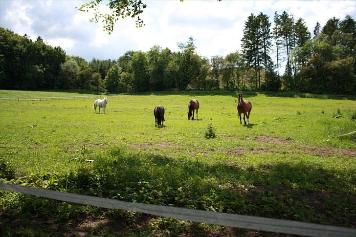 Dansk Varmblod Egely's Inzaghi - sammen med vores hoppen på fold billede 2