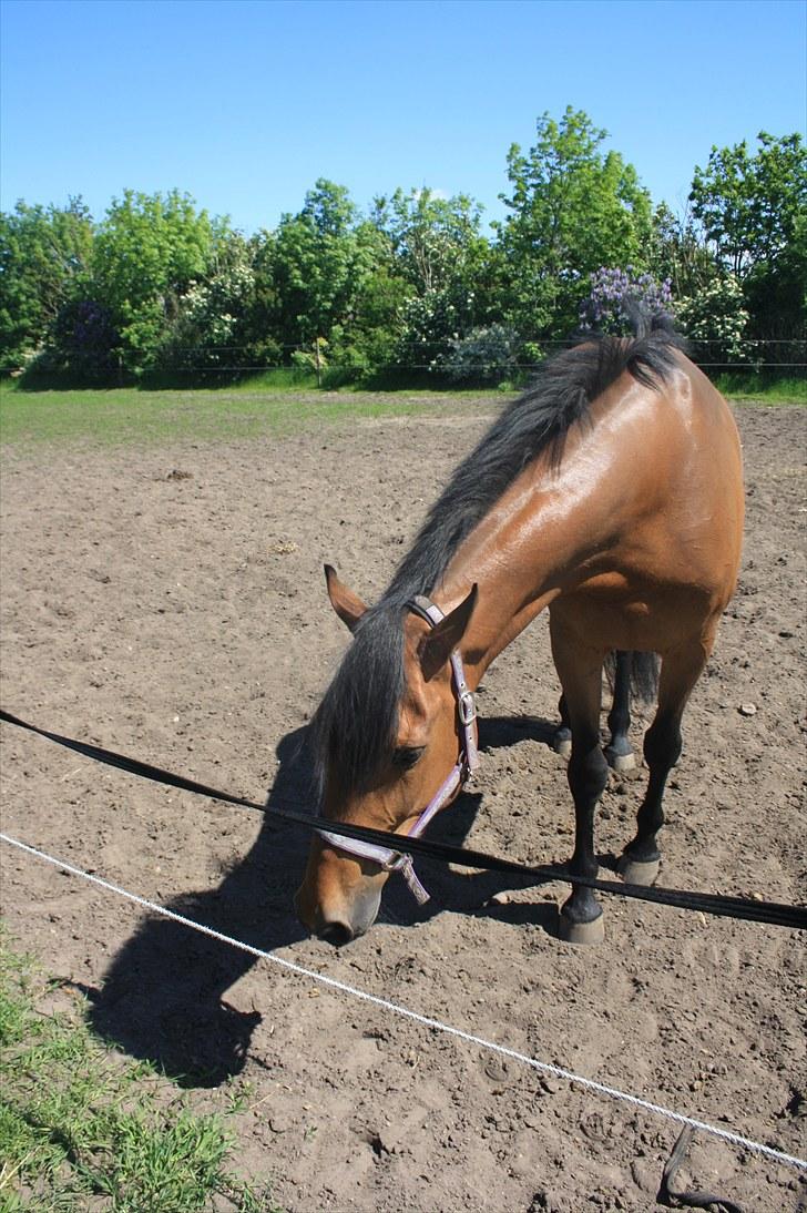 Dansk Varmblod Fortuna  *solgt* billede 14