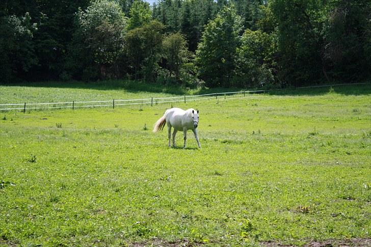 Dansk Varmblod Egely's Inzaghi billede 3
