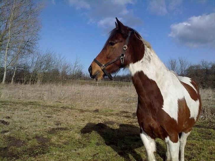 Anden særlig race Indiana Jones billede 3