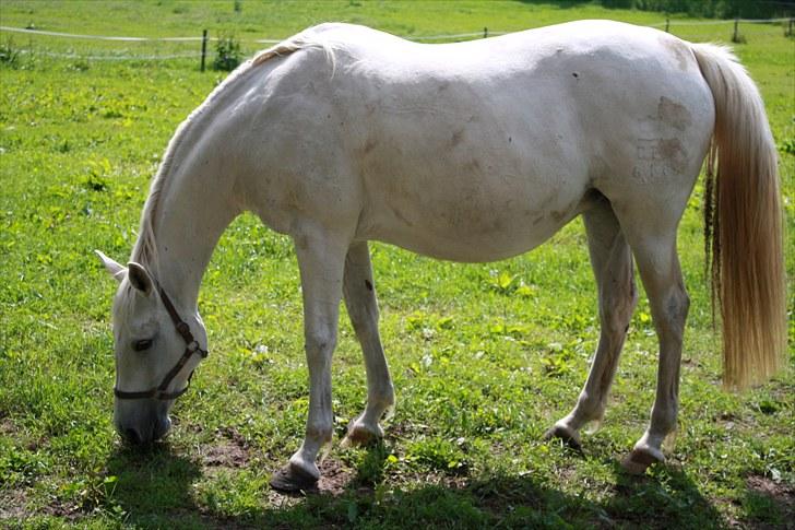 Dansk Varmblod Egely's Inzaghi - tyk mave billede 4
