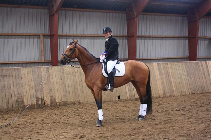 Dansk Varmblod Fortuna  *solgt* billede 15