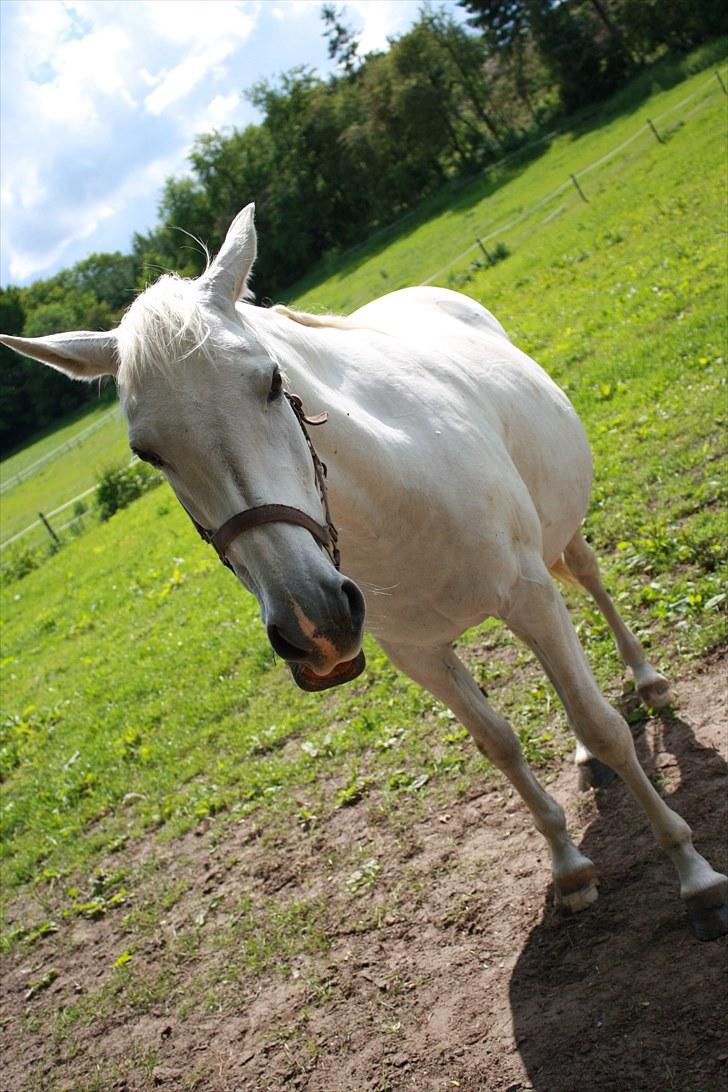 Dansk Varmblod Egely's Inzaghi billede 5